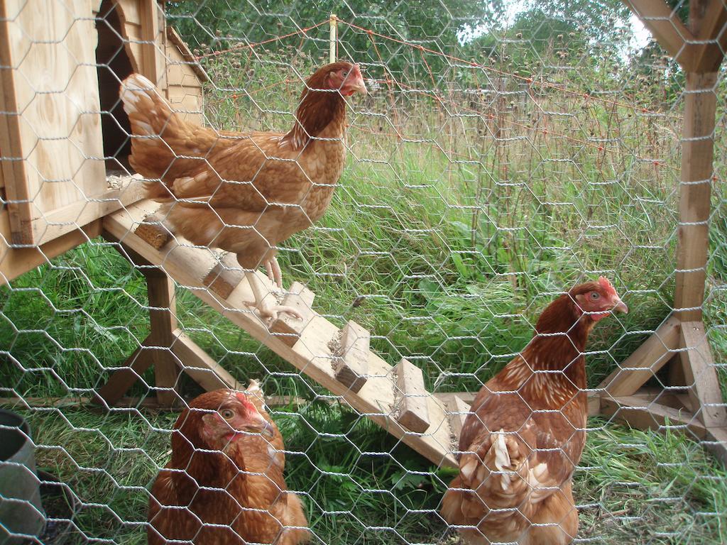 White House Farm Bed & Breakfast Hindolveston Bagian luar foto